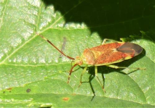 Pantilius tunicatus